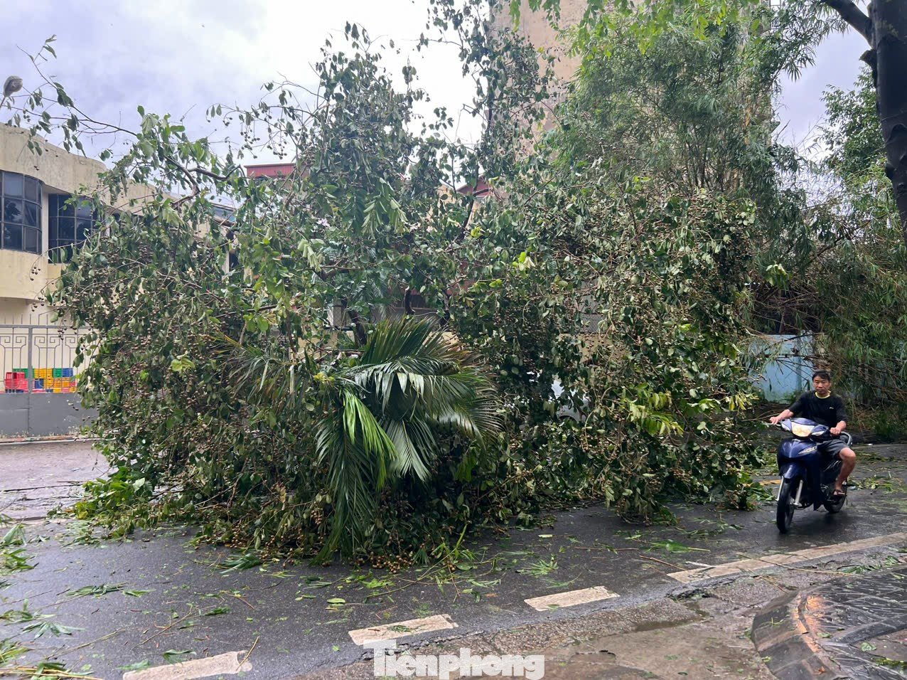 Theo ghi nhận, sáng 8/9, nhiều tuyến phố Hà Nội đã bị tàn phá nặng nề sau cơn bão số 3. Cây cối hai bên đường đổ gãy ngổn ngang. Theo ghi nhận, sáng 8/9, nhiều tuyến phố Hà Nội đã bị tàn phá nặng nề sau cơn bão số 3. Cây cối hai bên đường đổ gãy ngổn ngang.