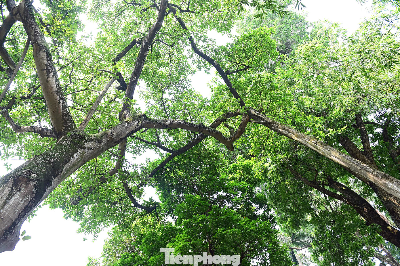 Thân chính và rễ phụ của cây đa "Kiên trì" gắn liền với nhau tạo thành vòm cửa đón chào du khách. Ảnh: Xuân Tùng