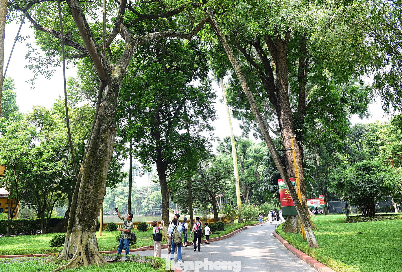 Cây đa "Kiên trì" nằm trên đường dẫn vào Nhà sàn Bác Hồ. Ảnh: Xuân Tùng