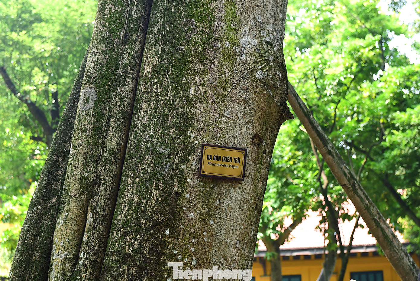 Thân chính và rễ phụ của cây đa "Kiên trì" gắn liền với nhau tạo thành vòm cửa đón chào du khách. Ảnh: Xuân Tùng