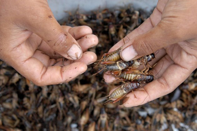  Điều khiến dế thái được ưa chuộng hơn là do dễ nuôi, khả năng kháng bệnh tốt, sản lượng cao hơn dế ta
