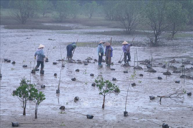 Dự án phục hồi và quản lý bền vững rừng ngập mặn vùng Đồng bằng Sông Hồng cũng được điều chỉnh tăng vốn kế hoạch. Ảnh: TTXVN.
