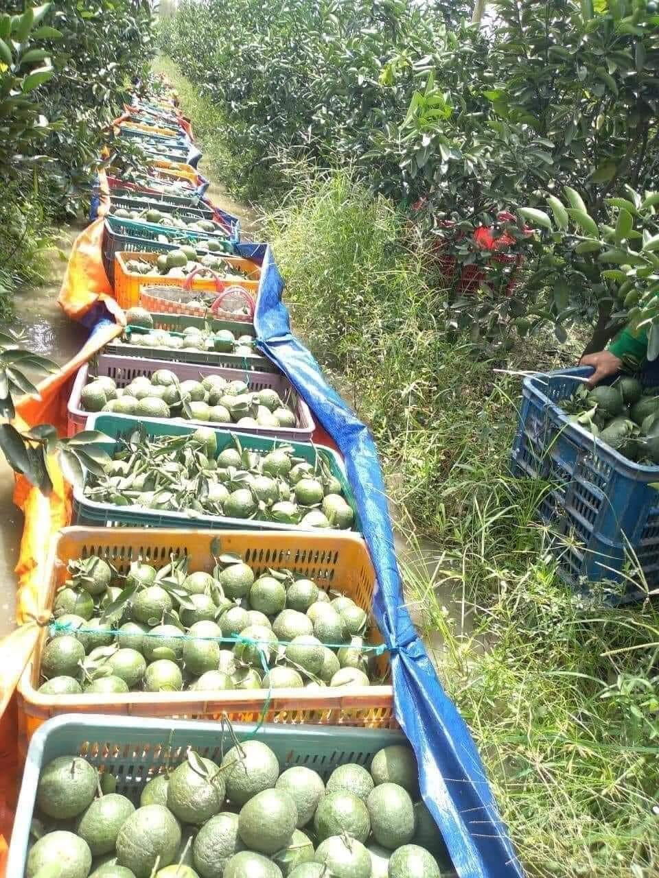 Khoảng 60.000 tấn cam sành huyện Trà Ôn (Vĩnh Long) sắp đến thu hoạch