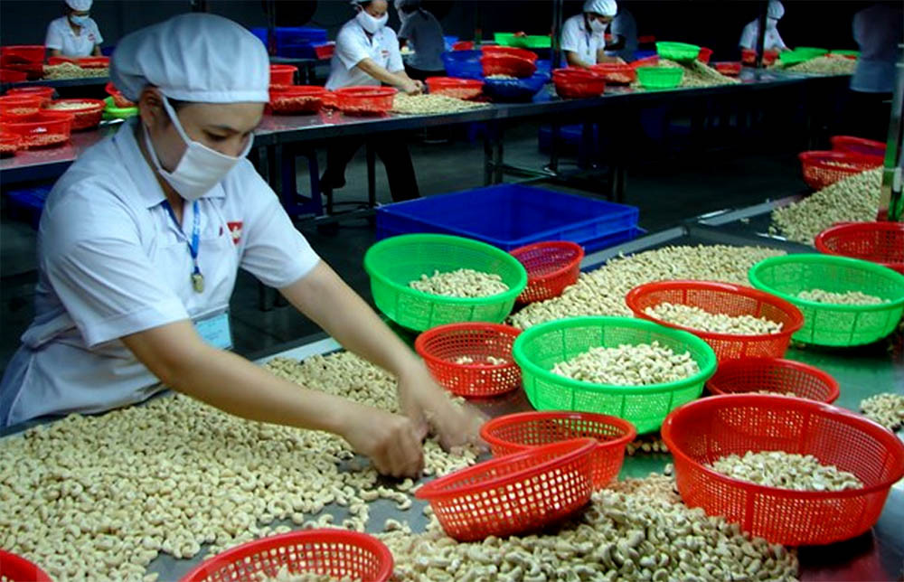 Việc điều thô nhập lậu liên tục đổ bộ vào thị trường nội địa gây ảnh hưởng lớn đến hoạt động sản xuất trong nước (ảnh minh họa). Việc điều thô nhập lậu liên tục đổ bộ vào thị trường nội địa gây ảnh hưởng lớn đến hoạt động sản xuất trong nước (ảnh minh họa).