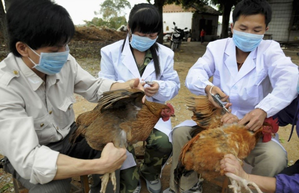 Khi phát hiện virus cúm A/H5N1, các địa phương cần lấy mẫu gửi các cơ quan thú y để xét nghiệm bệnh.