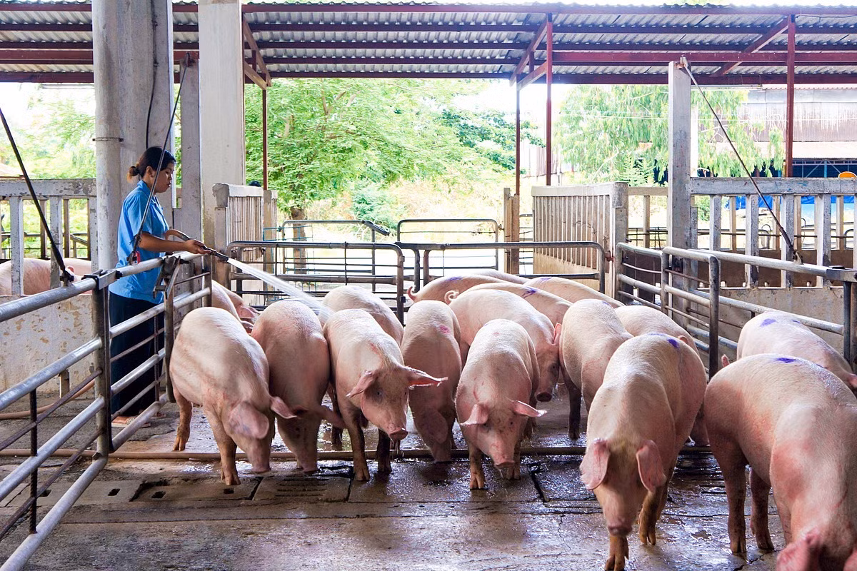 Giá lợn hơi tiếp tục giảm sâu khiến người chăn nuôi thua lỗ.