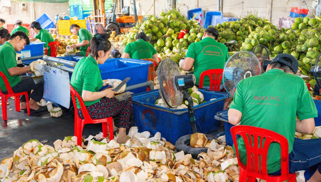 Với việc dừa Việt Nam được xuất khẩu chính ngạch sang Mỹ, mặt hàng này có khả năng cán mốc tỷ USD trong thời gian tới.