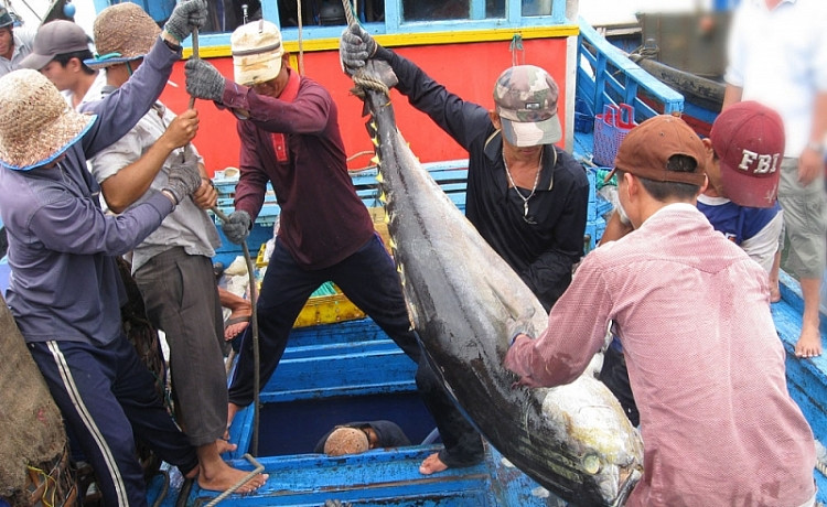 EC có khả năng vào kiểm tra tại Phú Yên do địa phương có lượng lớn cá ngừ xuất khẩu sang châu Âu. EC có khả năng vào kiểm tra tại Phú Yên do địa phương có lượng lớn cá ngừ xuất khẩu sang châu Âu.