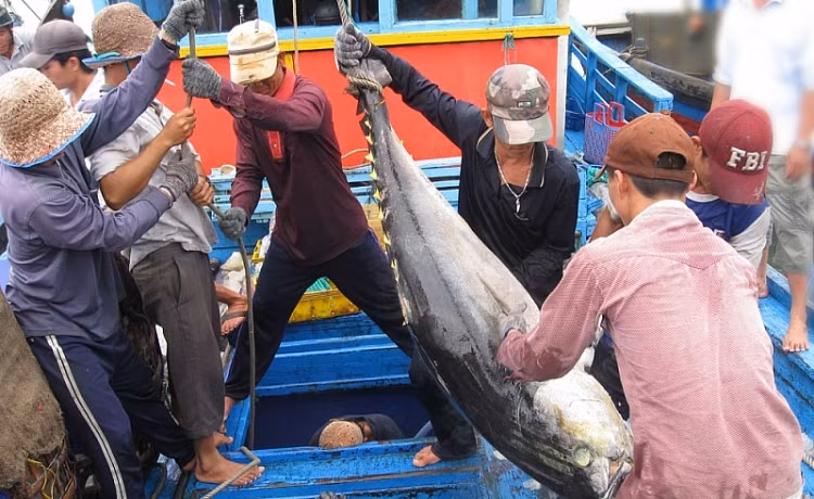 EC có khả năng vào kiểm tra tại Phú Yên do địa phương có lượng lớn cá ngừ xuất khẩu sang châu Âu.