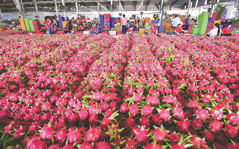 Sản lượng thanh long khan hiếm đẩy giá tăng vọt sau nhiều năm rớt sâu Sản lượng thanh long khan hiếm đẩy giá tăng vọt sau nhiều năm rớt sâu