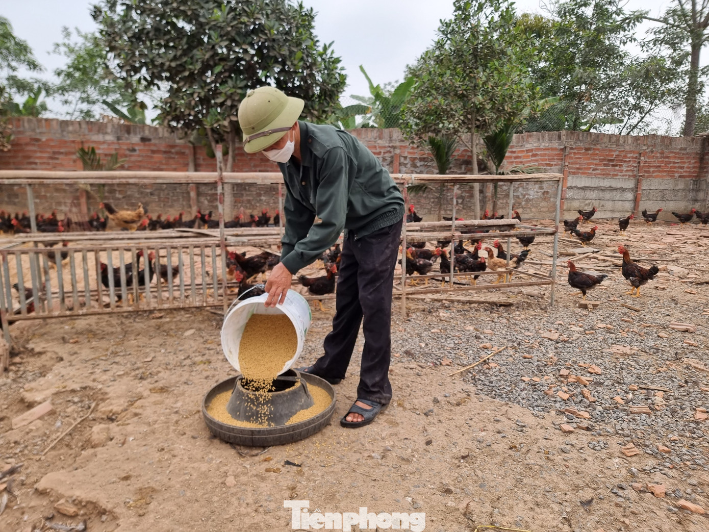 Ông Phạm Văn Đại cho biết, nhiều người trong xã Tân Phú đang vỡ nợ, mất sổ đỏ vì chăn nuôi. Ông Phạm Văn Đại cho biết, nhiều người trong xã Tân Phú đang vỡ nợ, mất sổ đỏ vì chăn nuôi.