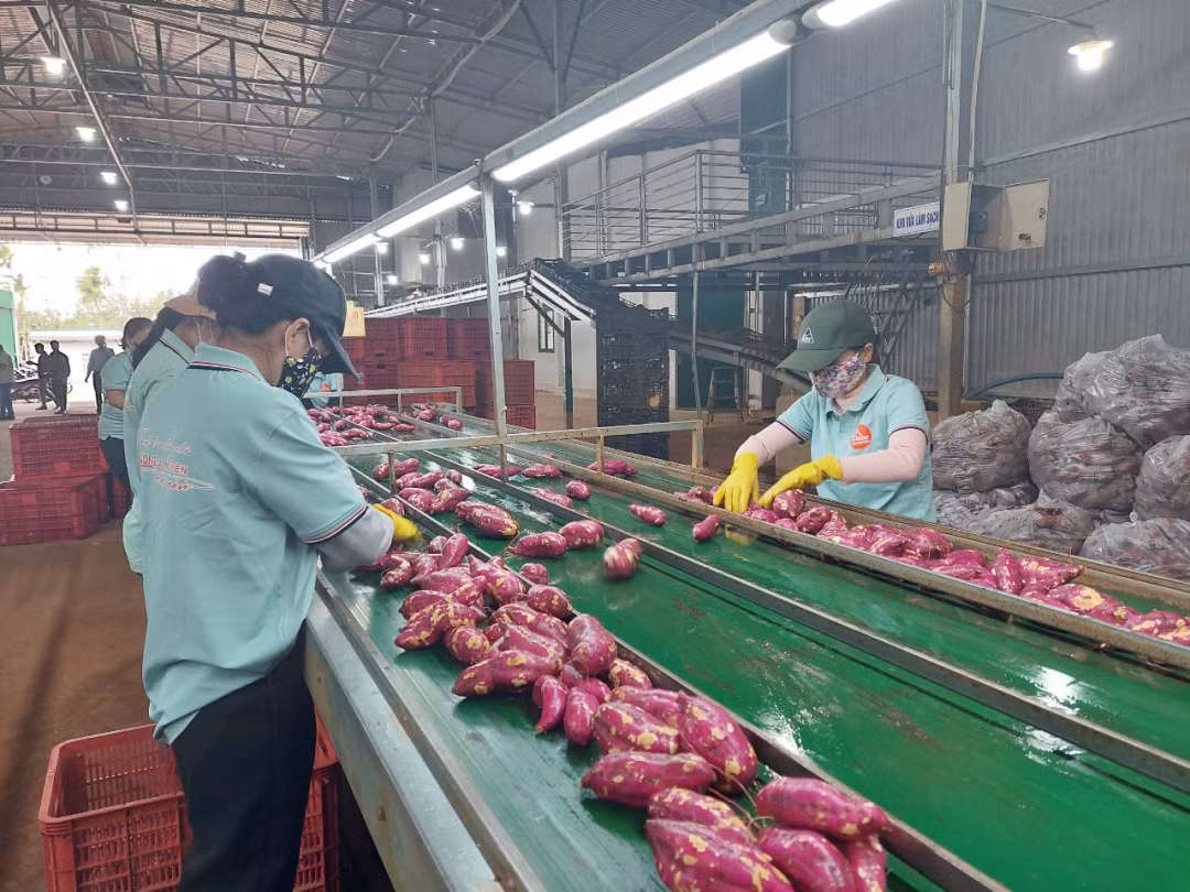 Giá khoai lang tăng mạnh sau khi chính thức được xuất khẩu chính ngạch sang thị trường Trung Quốc.