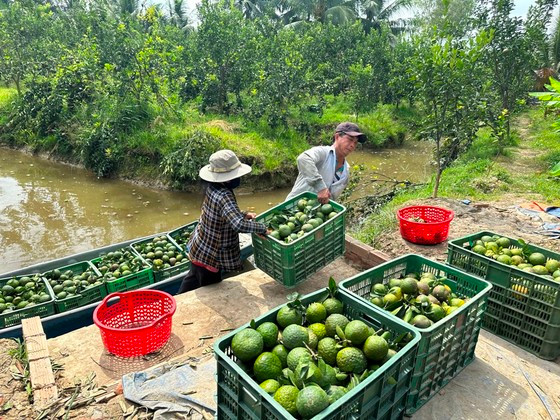 Giá cam tại các tỉnh phía Nam đang giảm do nguồn cung dồi dào khi vào chính vụ. Giá cam tại các tỉnh phía Nam đang giảm do nguồn cung dồi dào khi vào chính vụ.