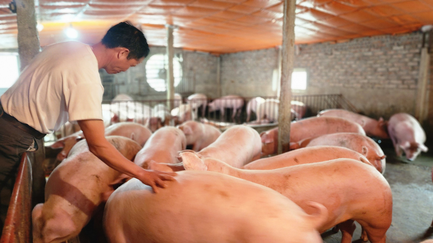 Giá thức ăn chăn nuôi tăng cao trong khi giá lợn hơi xuống thấp đang khiến nhiều nông hộ treo chuồng, bỏ nghề.