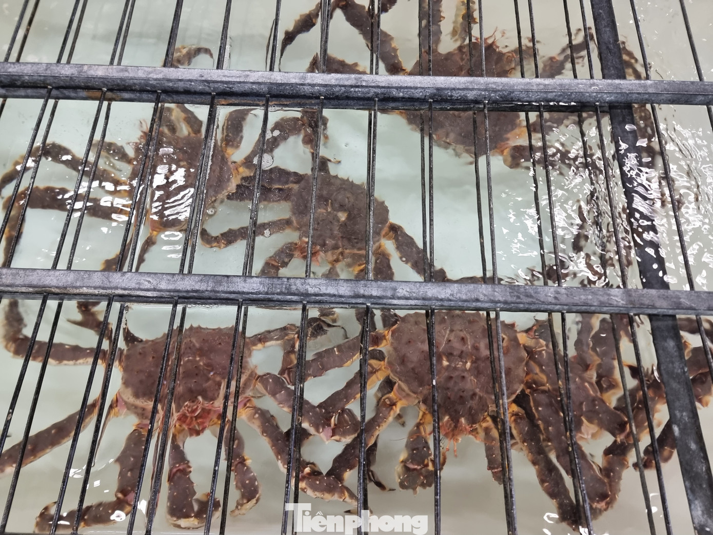 Cua hoàng đế được để trong bể nước lạnh được lấy trực tiếp từ độ sâu 200 m