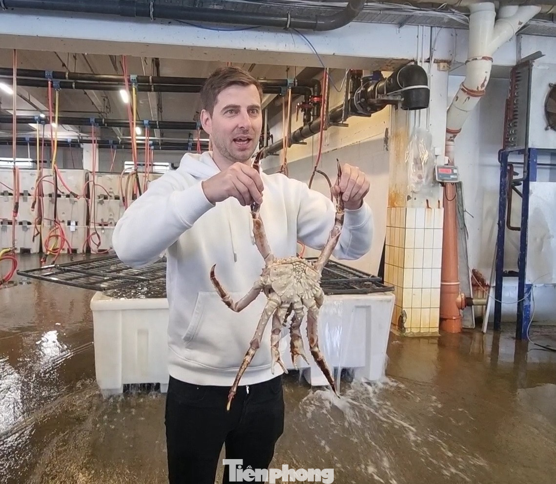 Erlend Johnsen tiết lộ cách nhận biết cua hoàng đế cái.