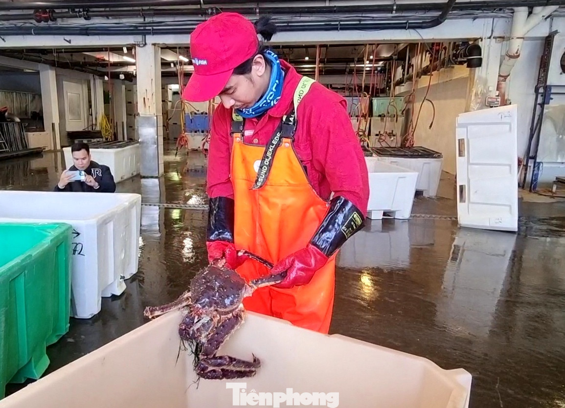 Công nhân kiểm tra, phân loại các kích cỡ cua.