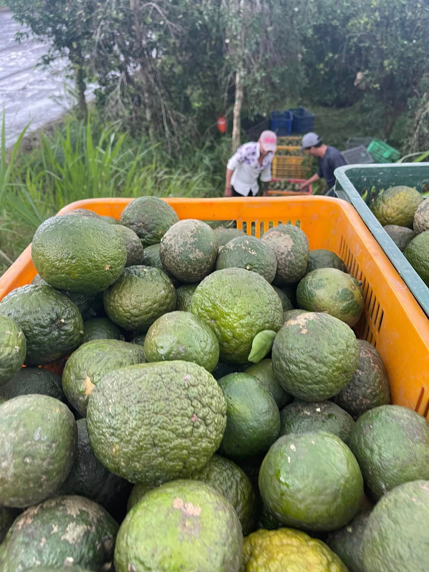 Người dân Vĩnh Long đang thu hoạch cam sành.