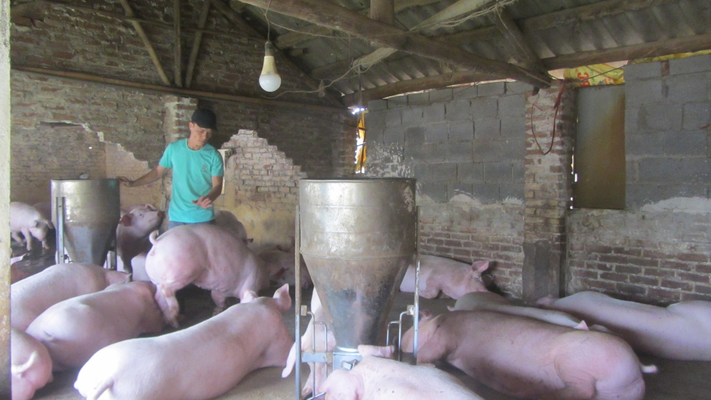 Cùng xã Liên Nghĩa, ông Lý Văn Dũng dù chỉ nuôi thường xuyên 200 con lợn cũng phải vay ngân hàng 700 triệu đồng, nợ đại lý cám chăn nuôi gần 100 triệu đồng. Giờ càng nuôi càng lỗ nặng, trở thành "con nợ" của các đại lý. Cùng xã Liên Nghĩa, ông Lý Văn Dũng dù chỉ nuôi thường xuyên 200 con lợn cũng phải vay ngân hàng 700 triệu đồng, nợ đại lý cám chăn nuôi gần 100 triệu đồng. Giờ càng nuôi càng lỗ nặng, trở thành "con nợ" của các đại lý.