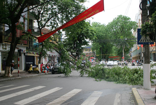 Cành phượng gãy chắn ngăn đường Bà Triệu
