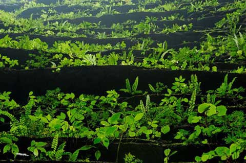 Nơi nào ánh sáng chiếu vào hang, nơi đó được bao phủ bởi màu xanh của cỏ cây. Ở khu rừng dưới vòm hang bị sụp, các nhà thám hiểm đã thấy sự xuất hiện của các nhiều loại động vật như chim, rắn, sóc, khỉ