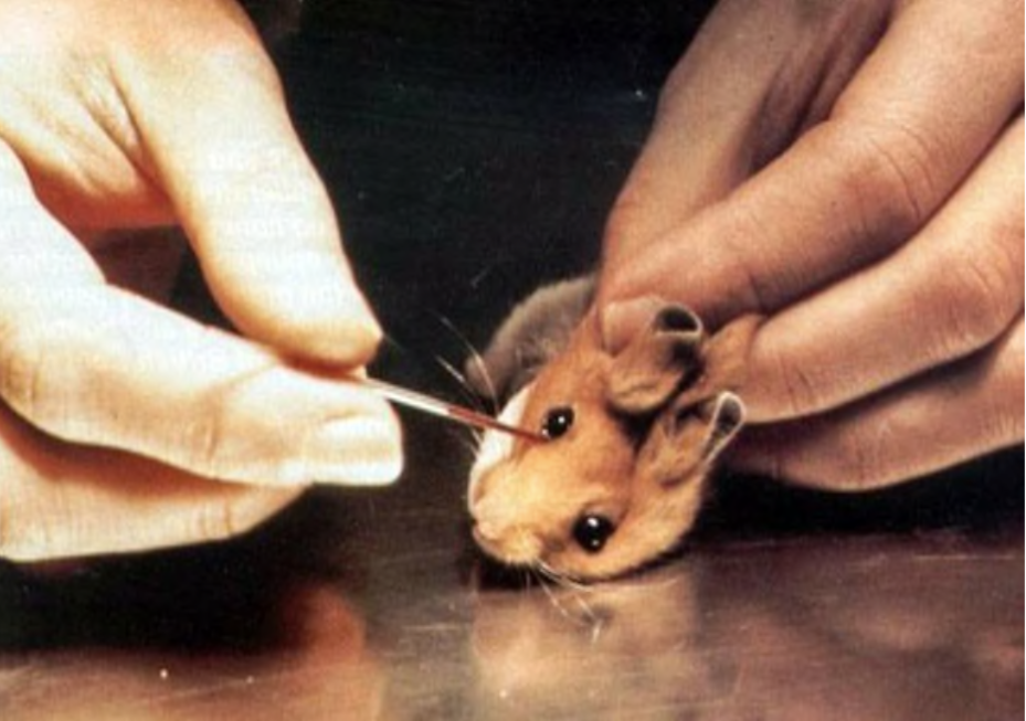 Hơn 500.000 động vật chết trong các phòng thí nghiệm ở Thuỵ Sĩ trong năm 2020