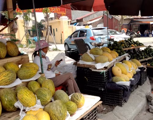 ... dưa vàng. Đây cũng là hàng Trung Quốc