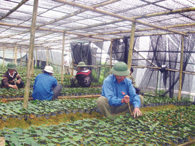 Vườn rau tại Làng thanh niên Ảnh: P.S