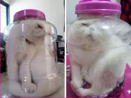 Hình ảnh con mèo trông đáng thương trong chiếc hộp