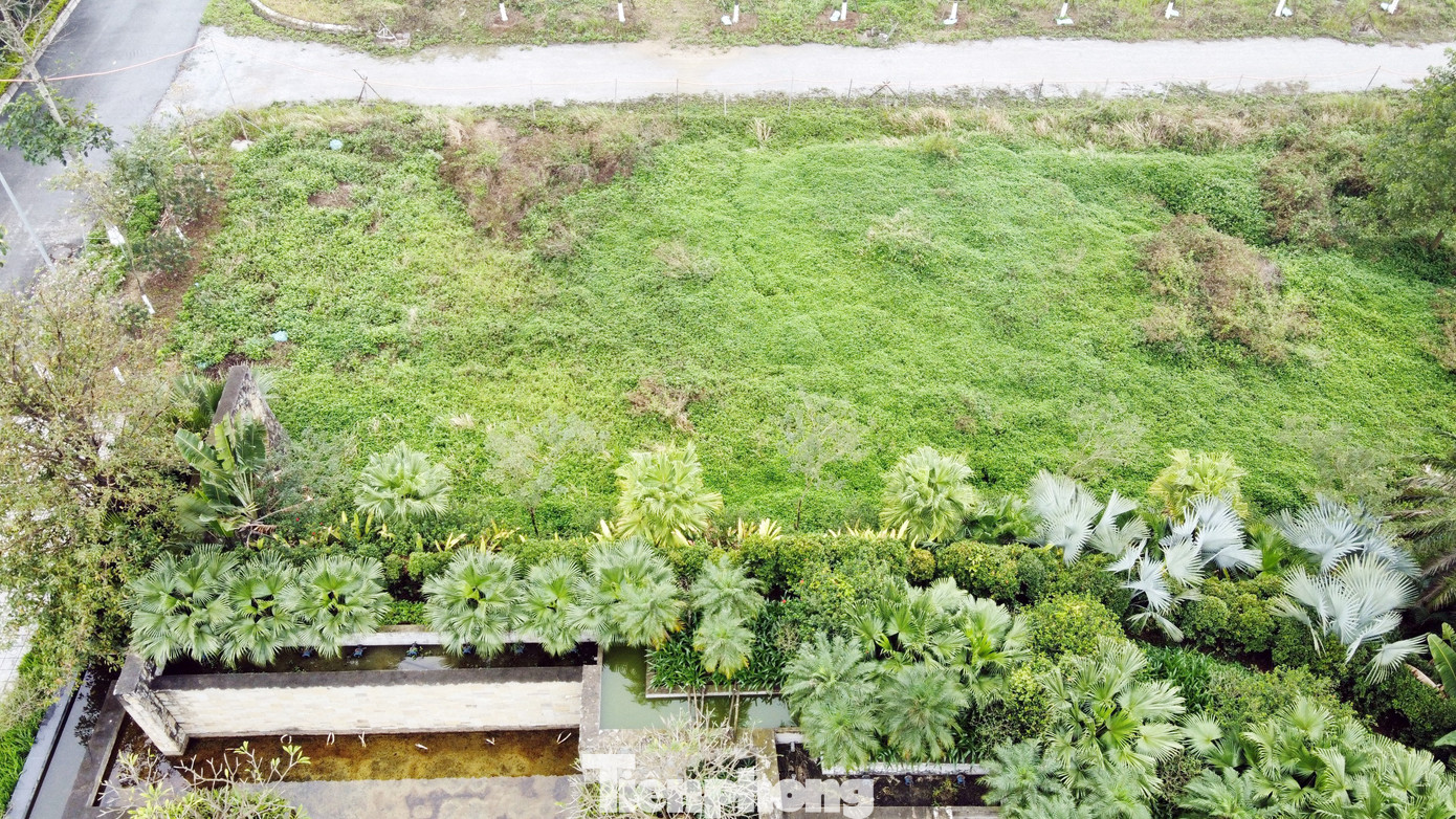 Trong khi đó, nhiều diện tích đất dự án để hoang cho cỏ mọc.