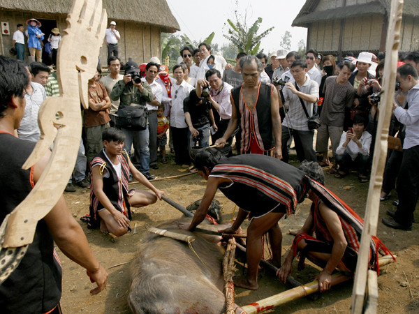 Trâu đã được hạ thủ