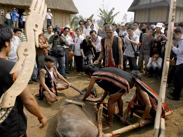 Trâu đã được hạ thủ