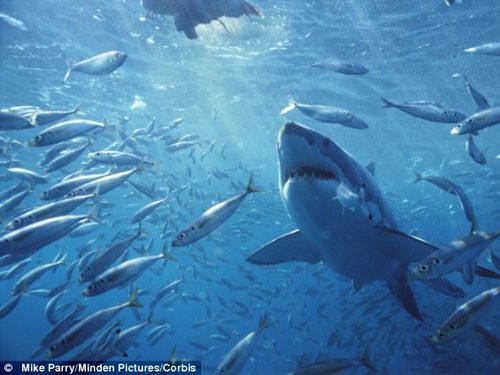 Một phần thi thể nạn nhân đã bị cá mập mang đi. Ảnh minh họa: Daily Mail. Một phần thi thể nạn nhân đã bị cá mập mang đi. Ảnh minh họa: Daily Mail