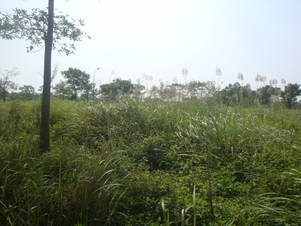 Nhiều khu đất trống, chỉ có cỏ mọc xanh um