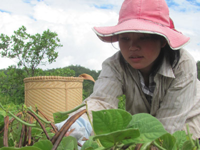 Ma Hiêng hái đậu thuê. Ảnh: Ngô Thiên Phúc