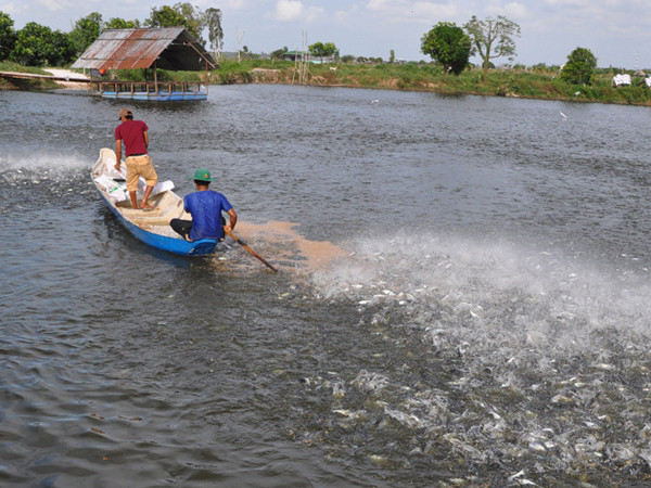 Cá đến lứa ở ấp Long Châu, phường Tân Lộc, không bán được, hàng ngày dân vẫn phải đổ tiền thức ăn xuống Ảnh: Hồng Lĩnh