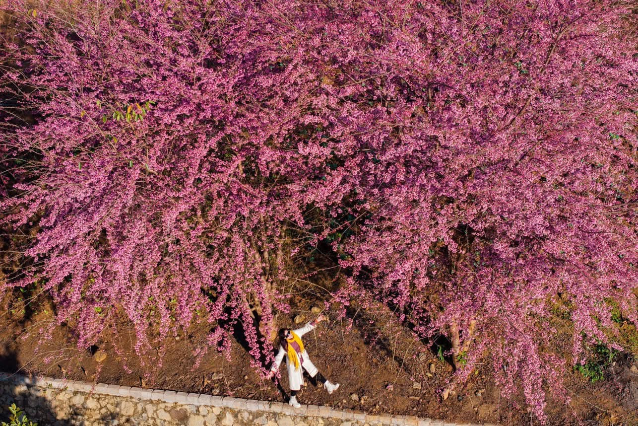 Một số địa điểm ngắm hoa mai anh đào khác tại Mộc Châu như Quảng trường Mộc Châu; Huyện ủy Mộc Châu, cổng Công an huyện Mộc Châu; sân 224; phố Núi Tình Yêu Farm; Hồ Bản Mòn; tiểu khu Tân Cương... Ảnh: Bàn Bình Một số địa điểm ngắm hoa mai anh đào khác tại Mộc Châu như Quảng trường Mộc Châu; Huyện ủy Mộc Châu, cổng Công an huyện Mộc Châu; sân 224; phố Núi Tình Yêu Farm; Hồ Bản Mòn; tiểu khu Tân Cương... Ảnh: Bàn Bình
