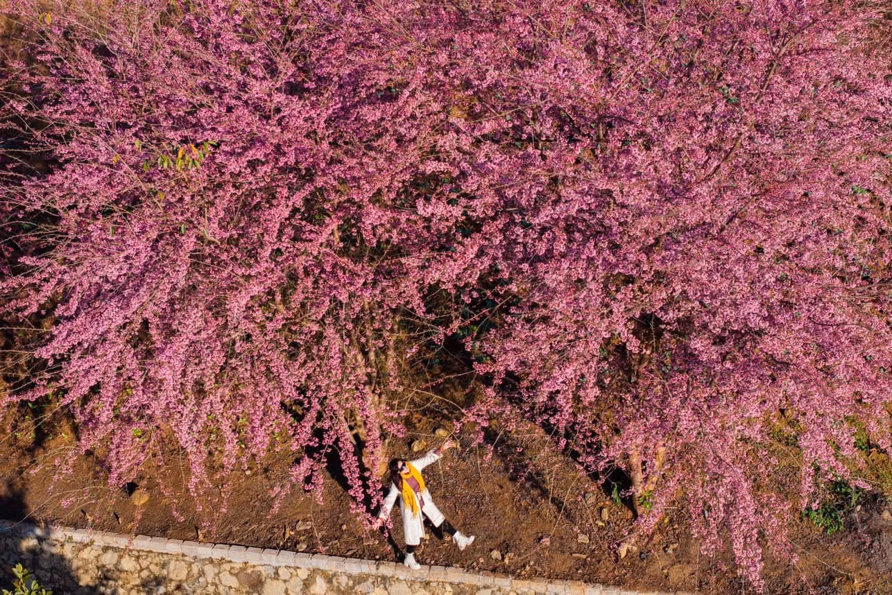 Một số địa điểm ngắm hoa mai anh đào khác tại Mộc Châu như Quảng trường Mộc Châu; Huyện ủy Mộc Châu, cổng Công an huyện Mộc Châu; sân 224; phố Núi Tình Yêu Farm; Hồ Bản Mòn; tiểu khu Tân Cương... Ảnh: Bàn Bình