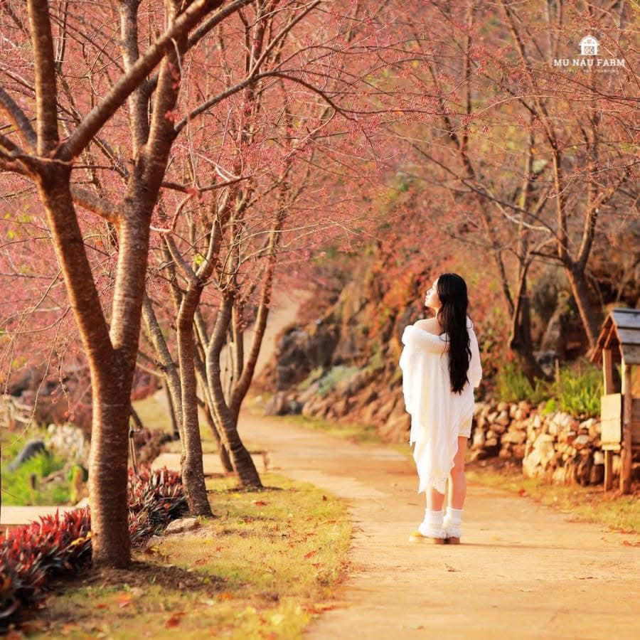 Hoa mai anh đào có màu hồng phớt nhẹ nhàng, cánh hoa mỏng manh, xếp thành từng lớp tinh tế. Từng chùm hoa nở rộ như thắp sáng cả góc trời, tạo nên khung cảnh lãng mạn, làm say lòng người. Ảnh: Nu Máu Farm Hoa mai anh đào có màu hồng phớt nhẹ nhàng, cánh hoa mỏng manh, xếp thành từng lớp tinh tế. Từng chùm hoa nở rộ như thắp sáng cả góc trời, tạo nên khung cảnh lãng mạn, làm say lòng người. Ảnh: Nu Máu Farm