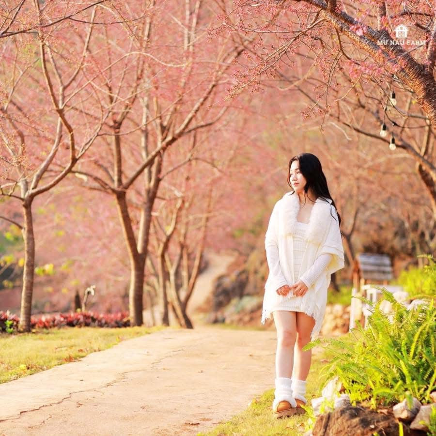 Hoa mai anh đào có màu hồng phớt nhẹ nhàng, cánh hoa mỏng manh, xếp thành từng lớp tinh tế. Từng chùm hoa nở rộ như thắp sáng cả góc trời, tạo nên khung cảnh lãng mạn, làm say lòng người. Ảnh: Nu Máu Farm Hoa mai anh đào có màu hồng phớt nhẹ nhàng, cánh hoa mỏng manh, xếp thành từng lớp tinh tế. Từng chùm hoa nở rộ như thắp sáng cả góc trời, tạo nên khung cảnh lãng mạn, làm say lòng người. Ảnh: Nu Máu Farm