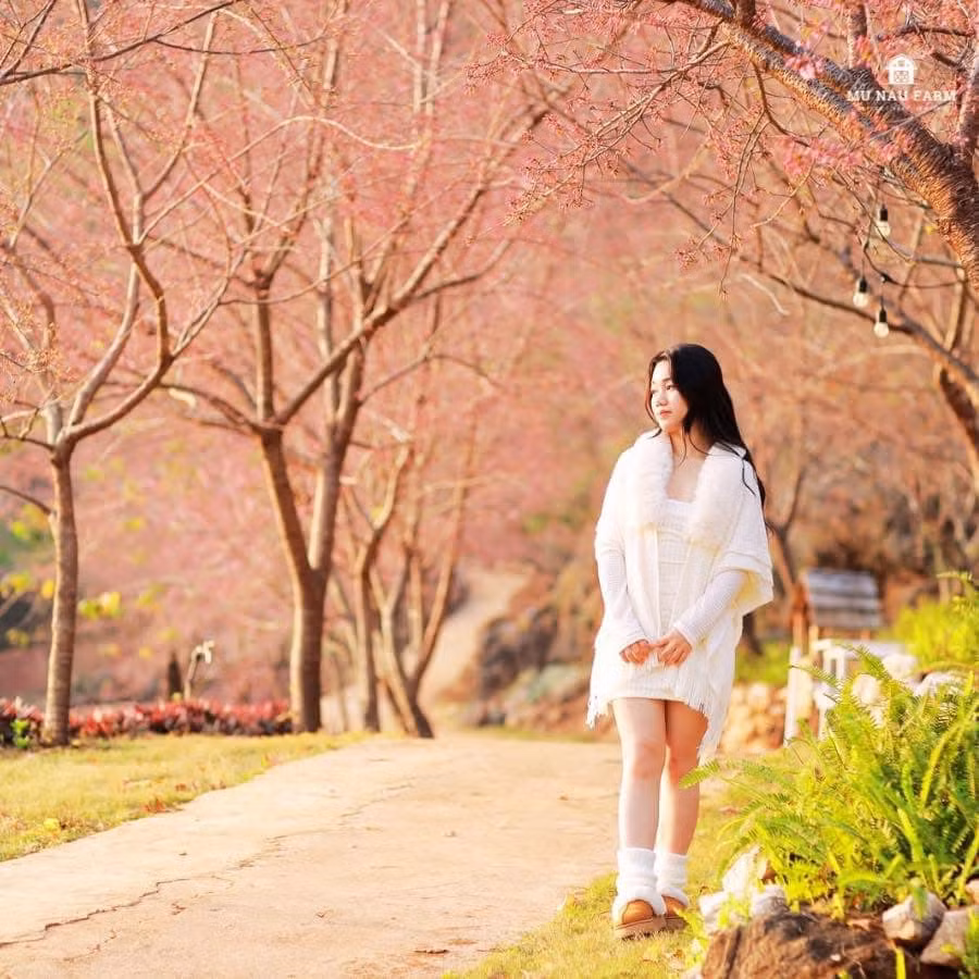 Hoa mai anh đào có màu hồng phớt nhẹ nhàng, cánh hoa mỏng manh, xếp thành từng lớp tinh tế. Từng chùm hoa nở rộ như thắp sáng cả góc trời, tạo nên khung cảnh lãng mạn, làm say lòng người. Ảnh: Nu Máu Farm