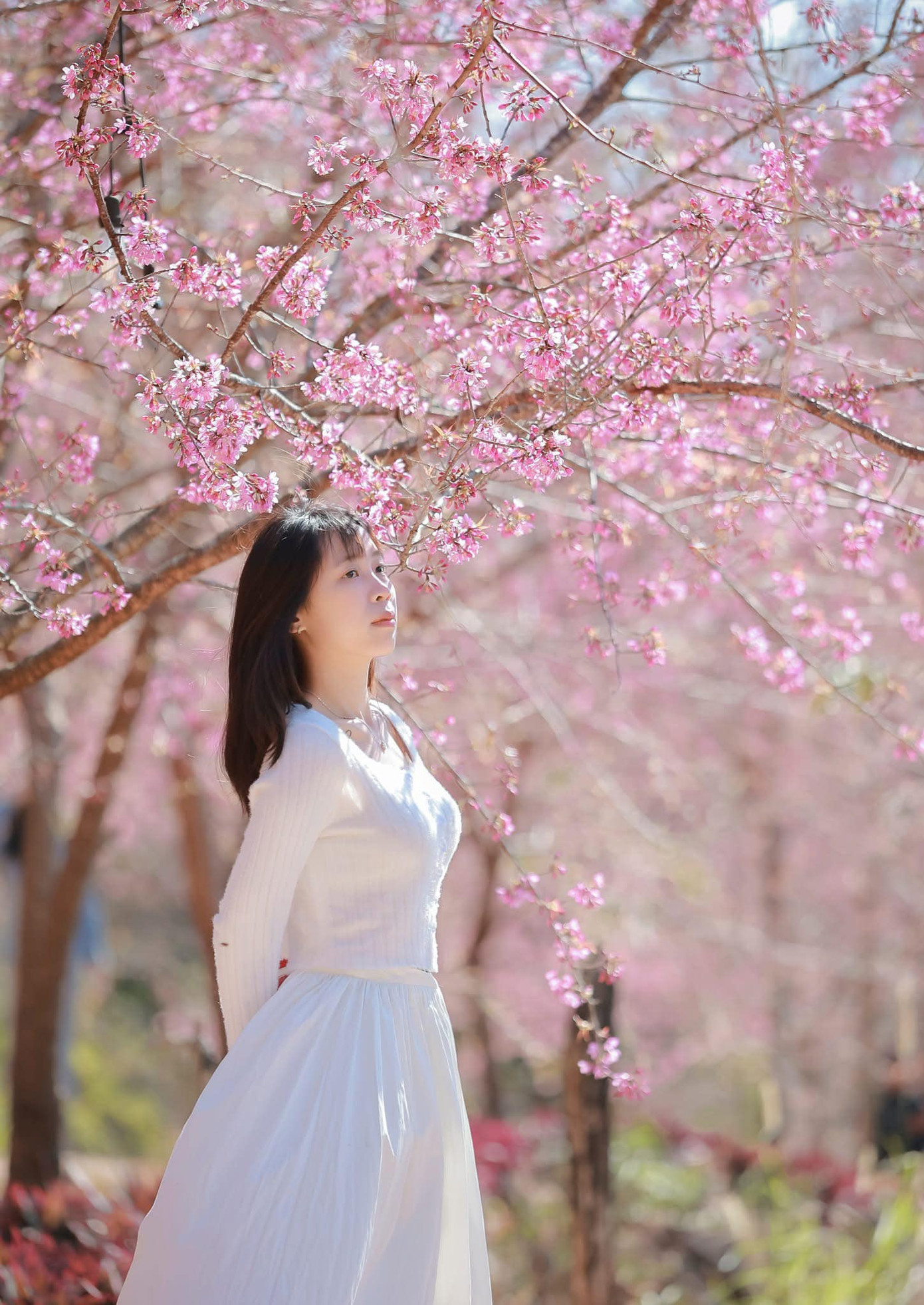 Mai anh đào bung nở khoe sắc trên cao nguyên thu hút đông đảo giới trẻ đến check-in lưu lại những khoảnh khắc đẹp. Ảnh: Đặng Hữu Tiến Mai anh đào bung nở khoe sắc trên cao nguyên thu hút đông đảo giới trẻ đến check-in lưu lại những khoảnh khắc đẹp. Ảnh: Đặng Hữu Tiến