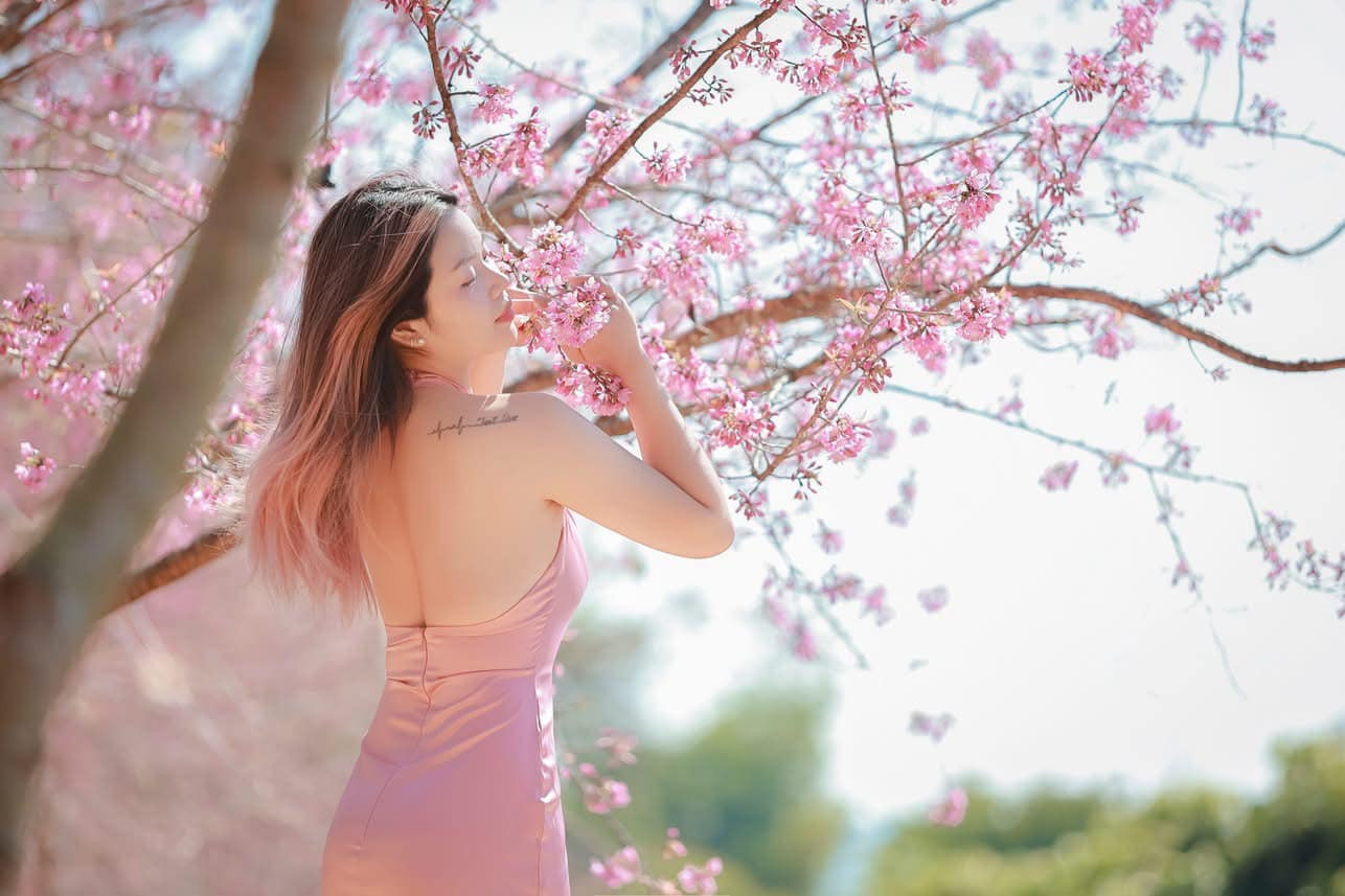 Những năm gần đây, hoa mai anh đào được trồng khá nhiều tại Mộc Châu và thường sẽ nở quanh thời điểm Tết Nguyên đán. Ngay từ QL6, du khách đã thấy sắc hồng của mai anh đào nên thơ, lãng mạn. Ảnh: Đặng Hữu Tiến Những năm gần đây, hoa mai anh đào được trồng khá nhiều tại Mộc Châu và thường sẽ nở quanh thời điểm Tết Nguyên đán. Ngay từ QL6, du khách đã thấy sắc hồng của mai anh đào nên thơ, lãng mạn. Ảnh: Đặng Hữu Tiến