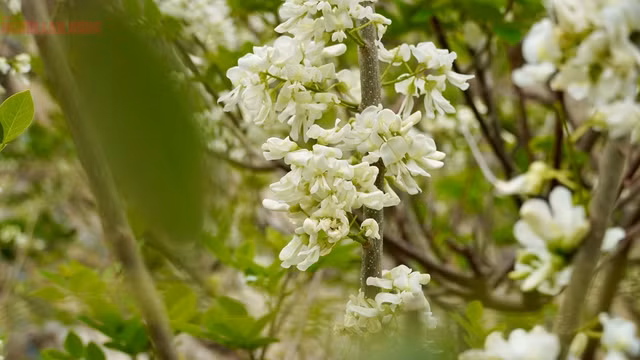 Sở dĩ gọi đỗ mai vì cây có quả giống đậu (đỗ) và ra hoa vào dịp Tết giống hoa mai. Đây là loại cây công trình đẹp có tán lá xanh quanh năm, hoa nở đẹp và có mùi thơm nhẹ nhàng.