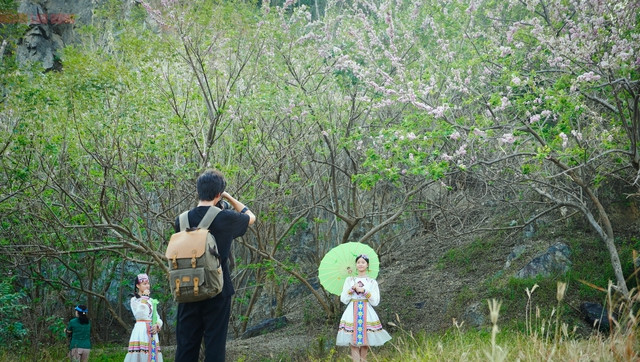 Hoa đỗ mai nở như một lời chào Xuân, khi hoa nở rộ, cả những con đường, ngọn đồi ở Vũng Tàu như được phủ một lớp tuyết hồng, tạo nên một khung cảnh vô cùng lãng mạn và gọi mời du khách.