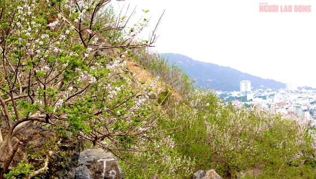 Với những cánh hoa mỏng manh, màu hồng phớt nhẹ nhàng, hoa đỗ mai mang đến một vẻ đẹp tinh khôi. Người dân Vũng Tàu vẫn hay ví đỗ mai như hoa anh đào Nhật Bản và luôn háo hức mỗi dịp đỗ mai nở hoa.