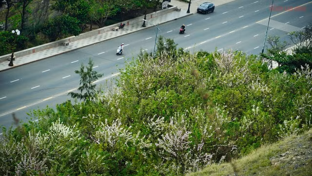 Thời điểm này, hoa đỗ mai còn khoe sắc rực rỡ dọc con đường ngay mũi Nghinh Phong, hay men theo sườn núi Lớn, đỗ mai nở dọc theo con đường Trần Phú.