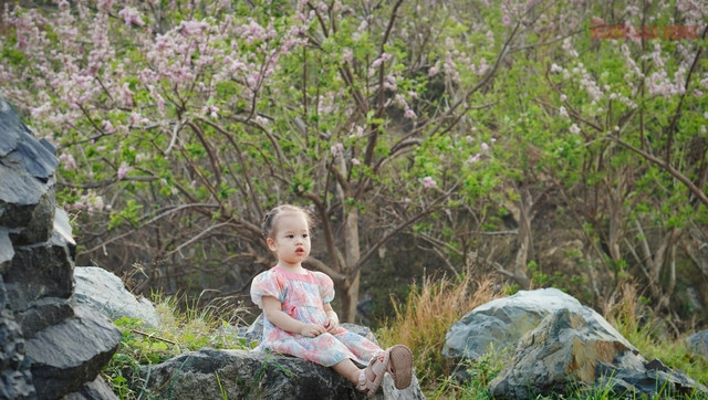 Vẻ đẹp của đỗ mai trong veo, thuần khiết, khiến du khách mê mẩn và không thể bỏ qua nếu có dịp về Vũng Tàu đúng thời điểm hoa nở.