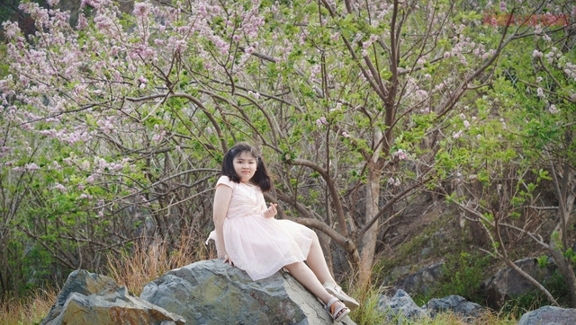 Đỗ mai ở Vũng Tàu thường bắt đầu nở từ cuối tháng 12 đến đầu tháng 2 năm sau. Tuy nhiên, thời điểm hoa nở rộ nhất còn phụ thuộc vào thời tiết. Rất nhiều gia đình tranh thủ khi hoa còn đang nở rộ, đưa con đi chụp hình.