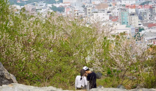 Năm nay, đỗ mai nở rực rỡ vào đầu tháng 1, cùng với tiết trời se lạnh, TP Vũng Tàu tràn ngập trong sắc hoa, đây đang là thời điểm tuyệt vời nhất để về Vũng Tàu ngắm đỗ mai.